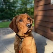 Brown dog sitting outdoors beside a wooden wall, looking off to the side in sunlight