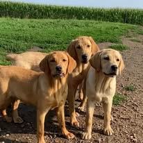 Three golden retrievers standing on a dirt path beside a green field