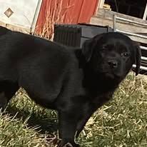 Black puppy standing on grass, looking at the camera near a house.
