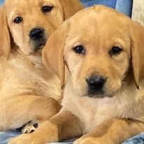 Two golden retriever puppies cuddling together, one in front and one peeking from behind