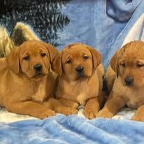 Three golden retriever puppies lying together on a blue blanket
