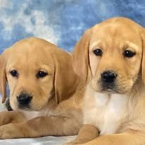 Two golden retriever puppies lying side by side against a blue background