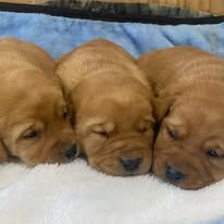 Three sleeping golden-brown puppies cuddled together on a white blanket.