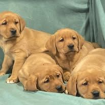 Four golden retriever puppies resting on a teal blanket
