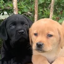 Black and golden puppy sitting side by side outdoors in front of trees