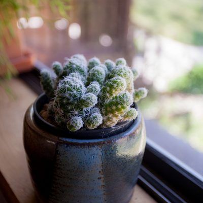A small fuzzy green cactus in a dark ceramic pot on a windowsill.