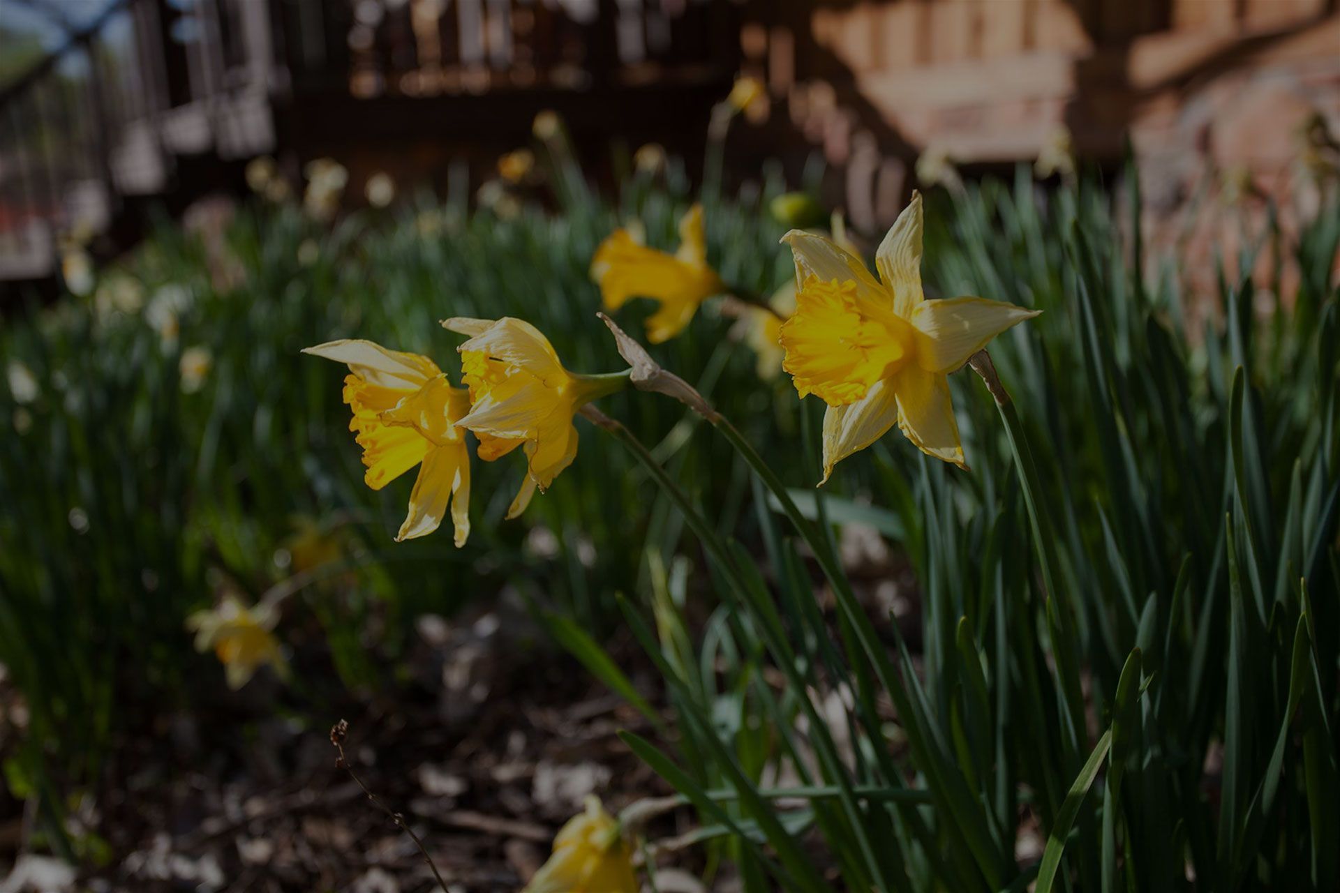 Yellow daffodils blooming in a garden bed with green leaves and a blurred fence in the background