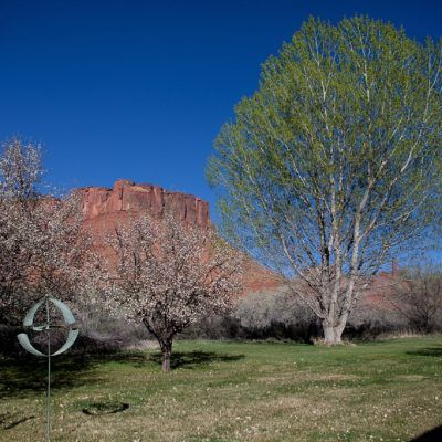 Desert park with blooming trees, a large green tree, red rock cliffs, and a clear blue sky