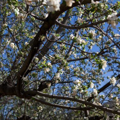 White blossoms on tree branches against a blue sky.