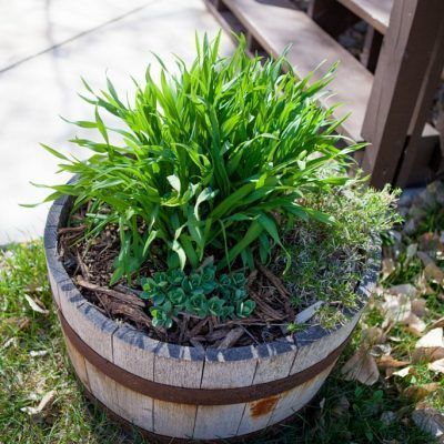 Wooden barrel planter with lush green plants on a patio next to a deck
