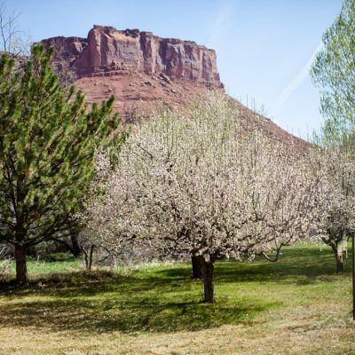 Blooming orchard with white blossoms in front of a red sandstone mesa under a clear blue sky