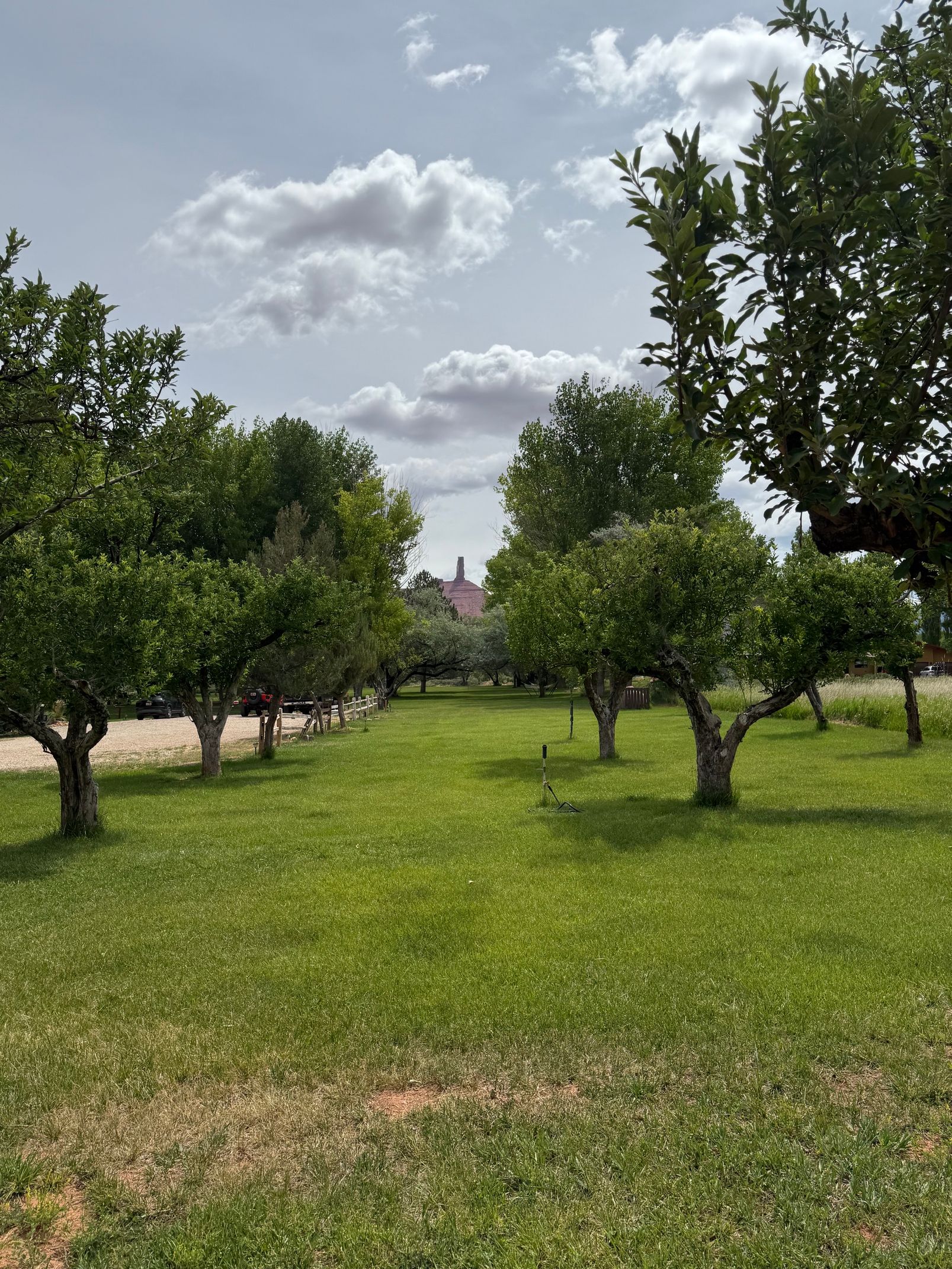 Grassy orchard with small trees under a cloudy sky, with a church steeple in the distance