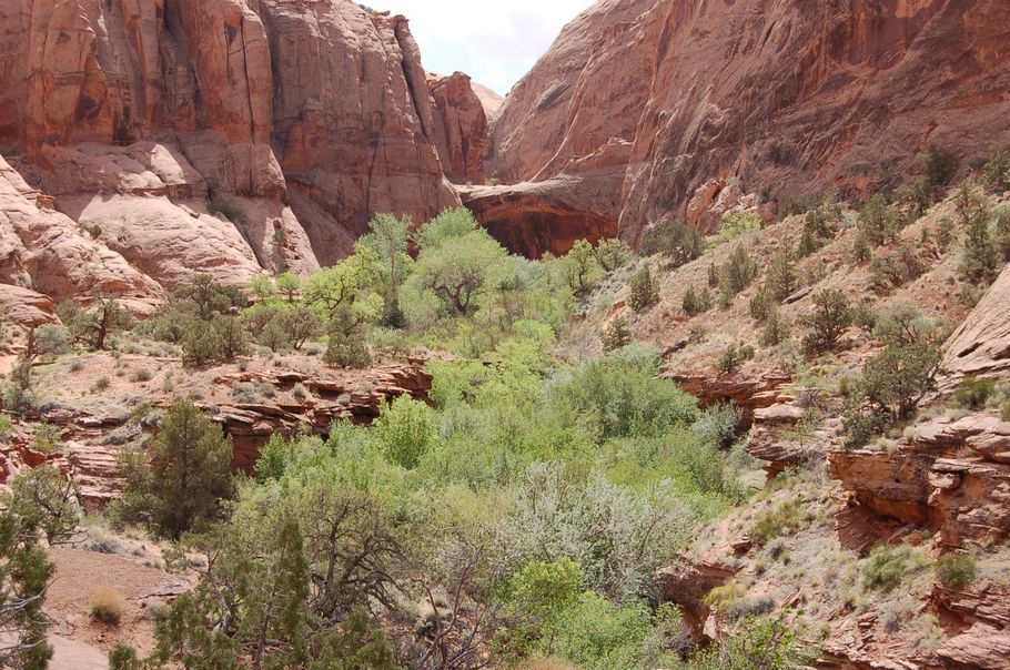 Red canyon landscape with green shrubs and a rocky ravine under clear daylight