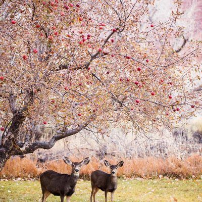 Two deer under a flowering tree in a grassy field with autumn leaves