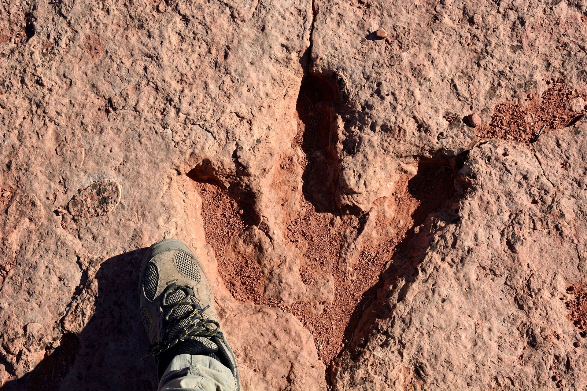 A boot beside a large dinosaur-shaped footprint in reddish dirt