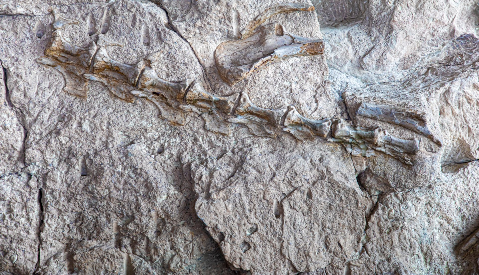 Close-up of a gray textured rock surface with cracks and raised ridges