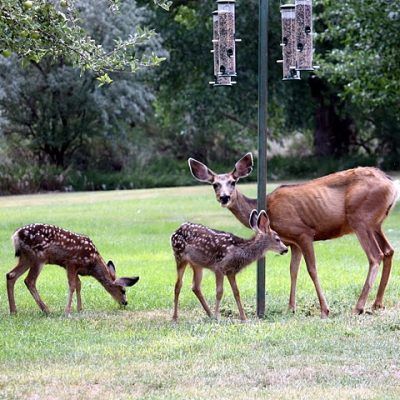 Deer grazing on a grassy lawn near bird feeders in a wooded area