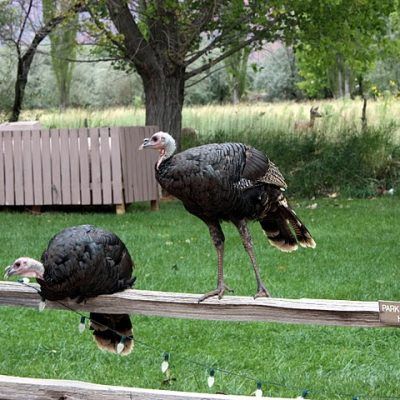 Two wild turkeys on a wooden rail in a grassy yard, with trees and a fence behind them