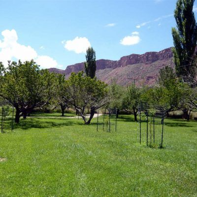 Green orchard with trees and grass, with mountains under a blue sky in the background