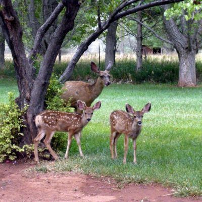 Three deer standing in a grassy wooded area near trees