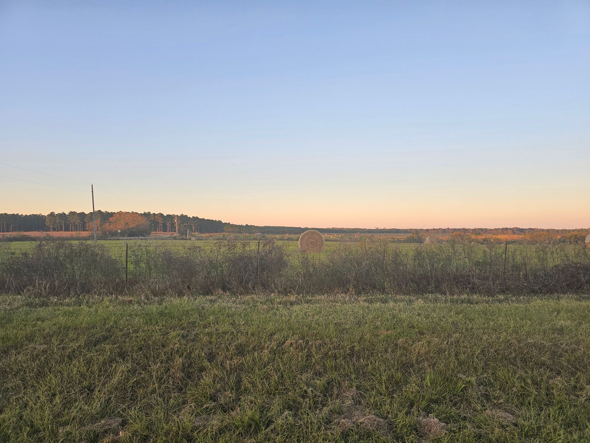 Grassy field under a clear, pale blue sky; distant trees and a tall structure on the horizon.