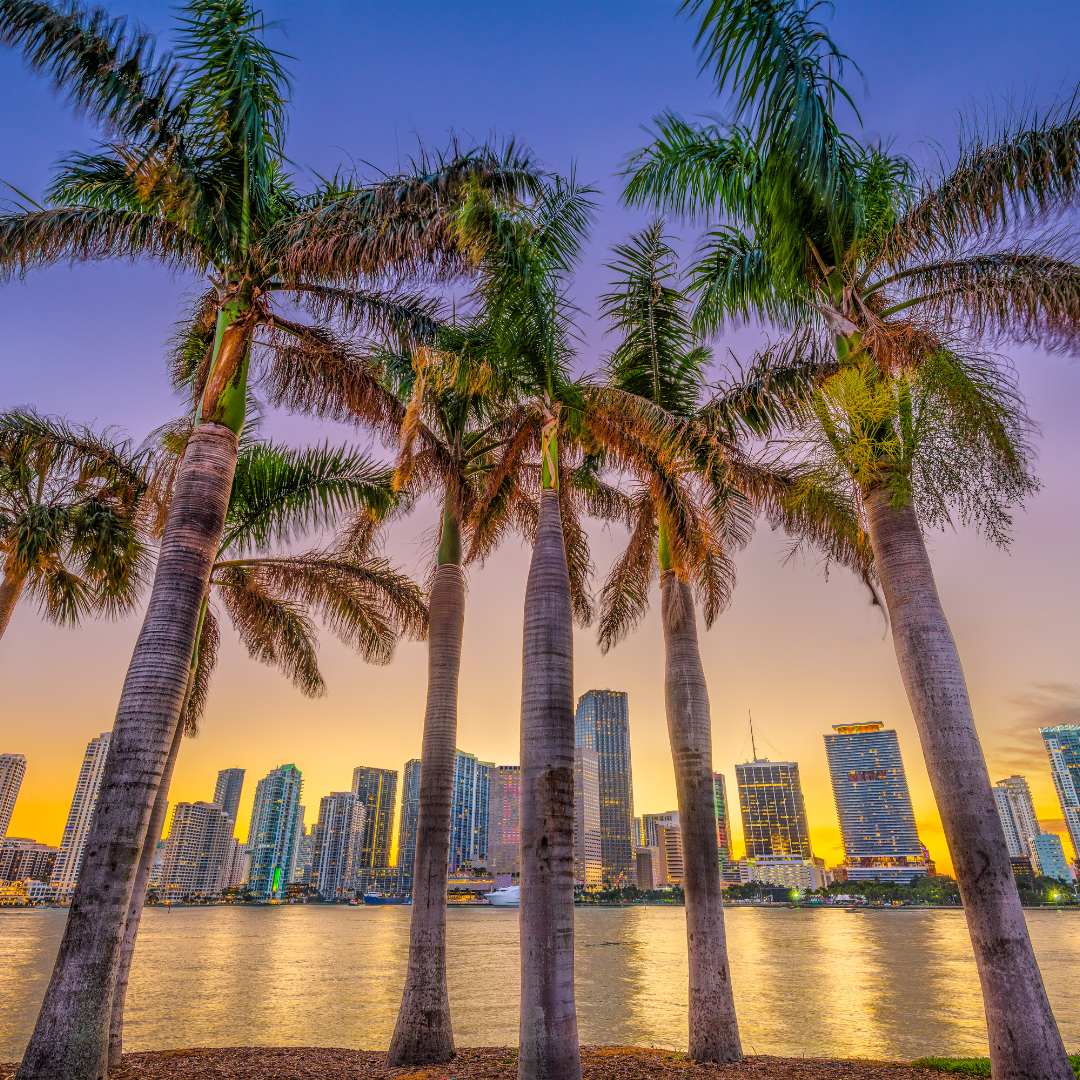 A row of palm trees in Florida standing next to a body of water with a city skyline in the background.