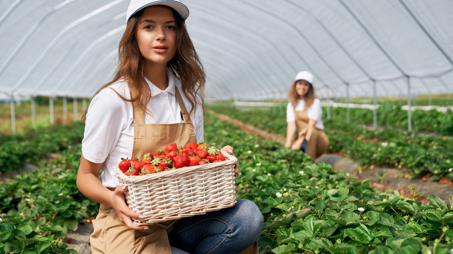 A woman is holding a basket of strawberries in a greenhouse.