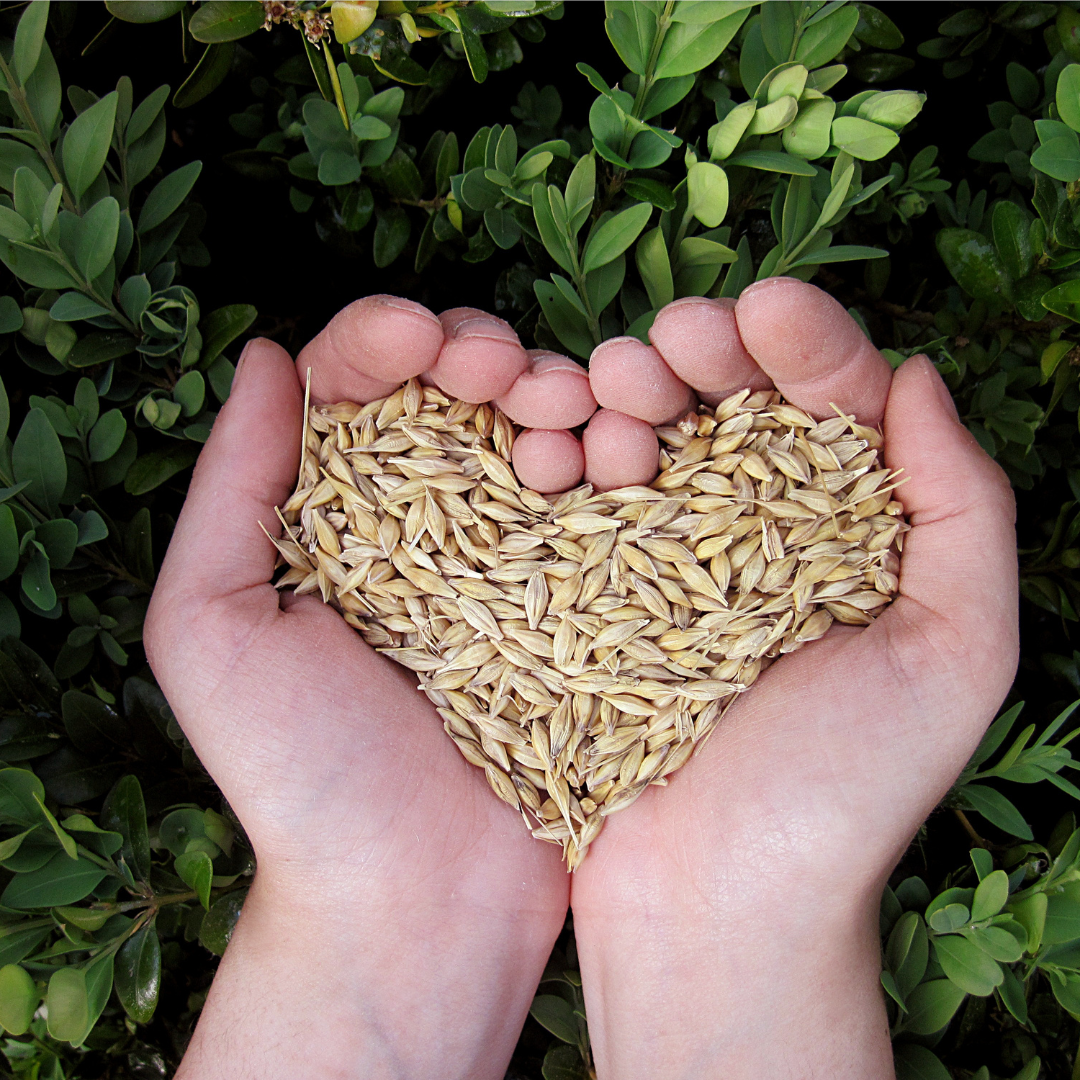 A person is holding grains in their hands in the shape of a heart