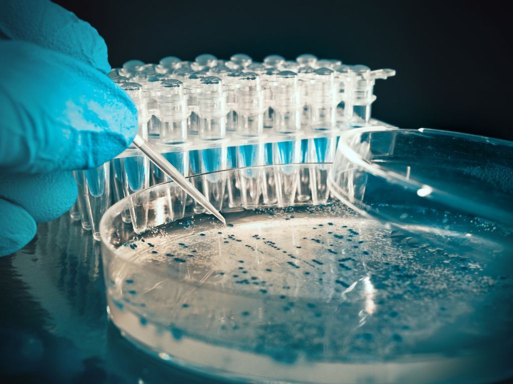 A person is holding a pipette over a petri dish.