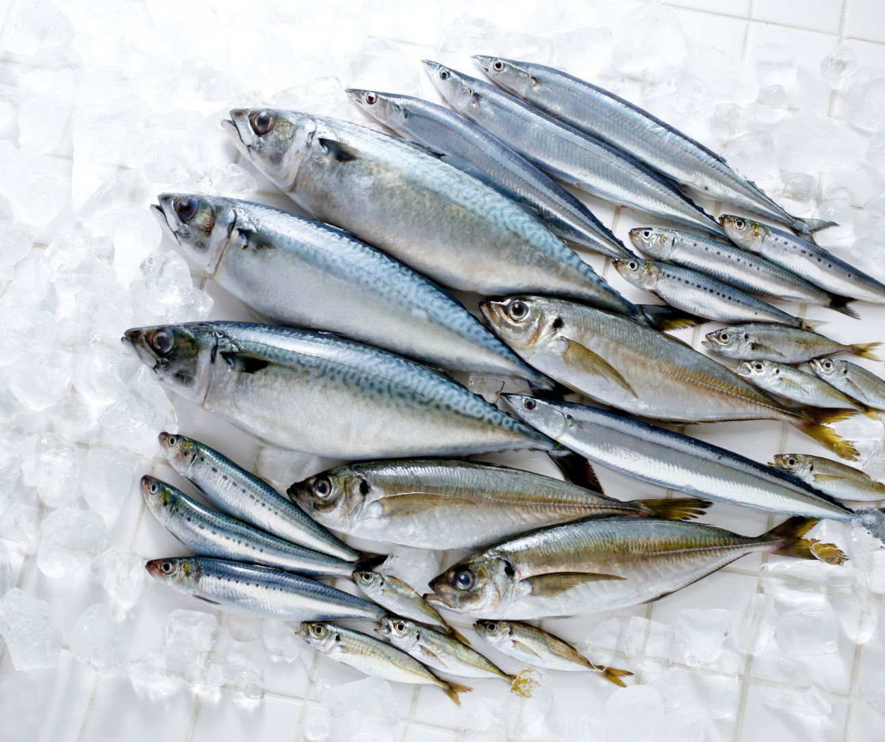 A bunch of fish are laying on ice on a table.