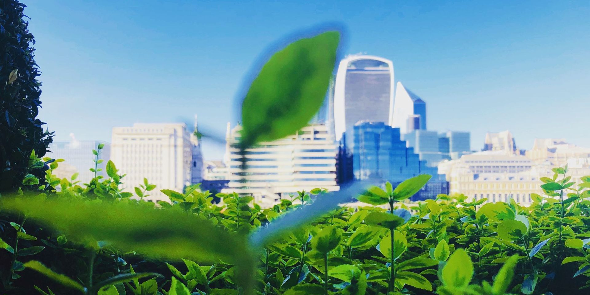 A city skyline is visible through the leaves of a bush.