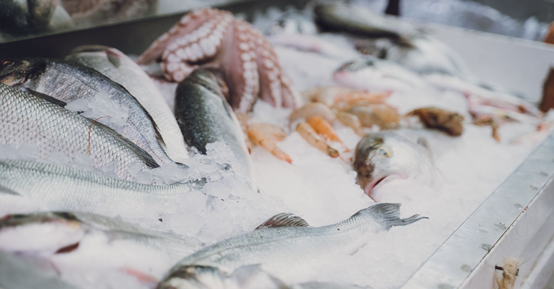 Inadequate temperature control during storage and transit can cause food safety issues A variety of fish and octopus are sitting on top of ice.