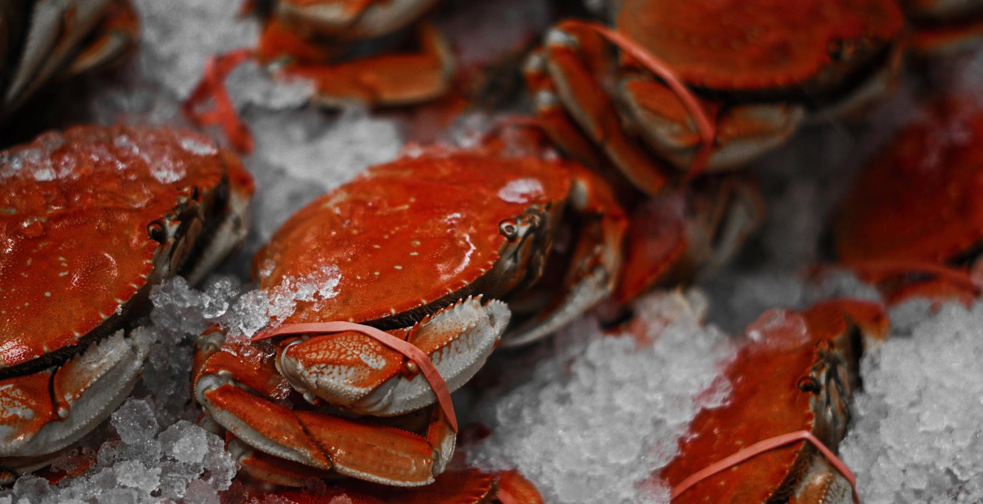A bunch of crabs are sitting on top of ice.