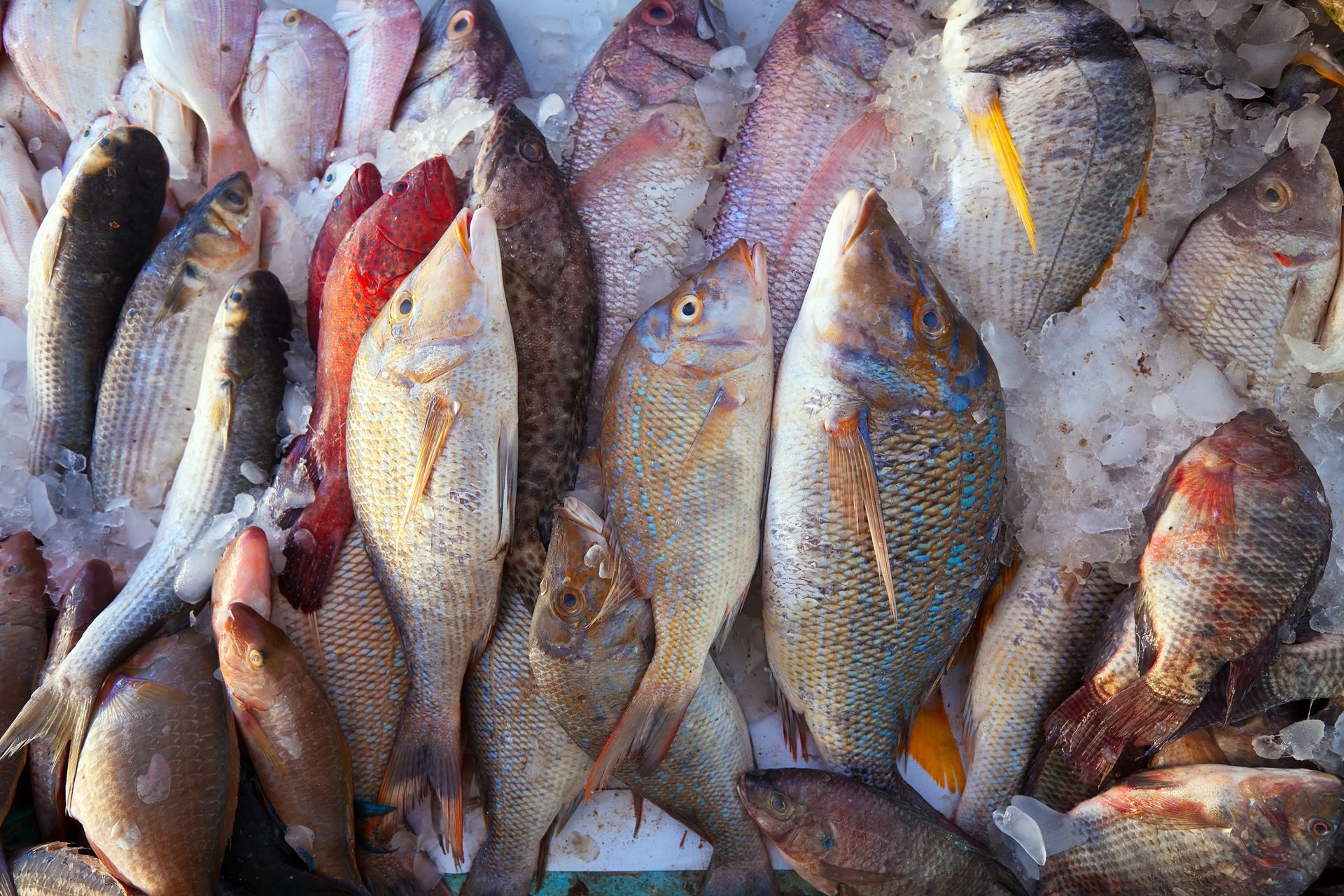 A bunch of fish are sitting on top of ice