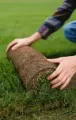 Hands in gloves planting a green shrub in a garden bed with red flowers nearby