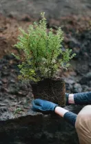 Hands in gloves planting a green shrub in a garden bed with red flowers nearby