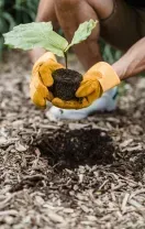 Hands in gloves planting a green shrub in a garden bed with red flowers nearby