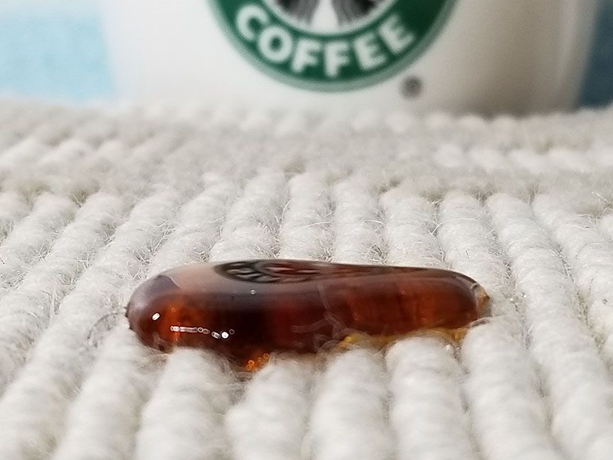 Small brown cockroach on a white textured surface, with a coffee cup blurred in the background