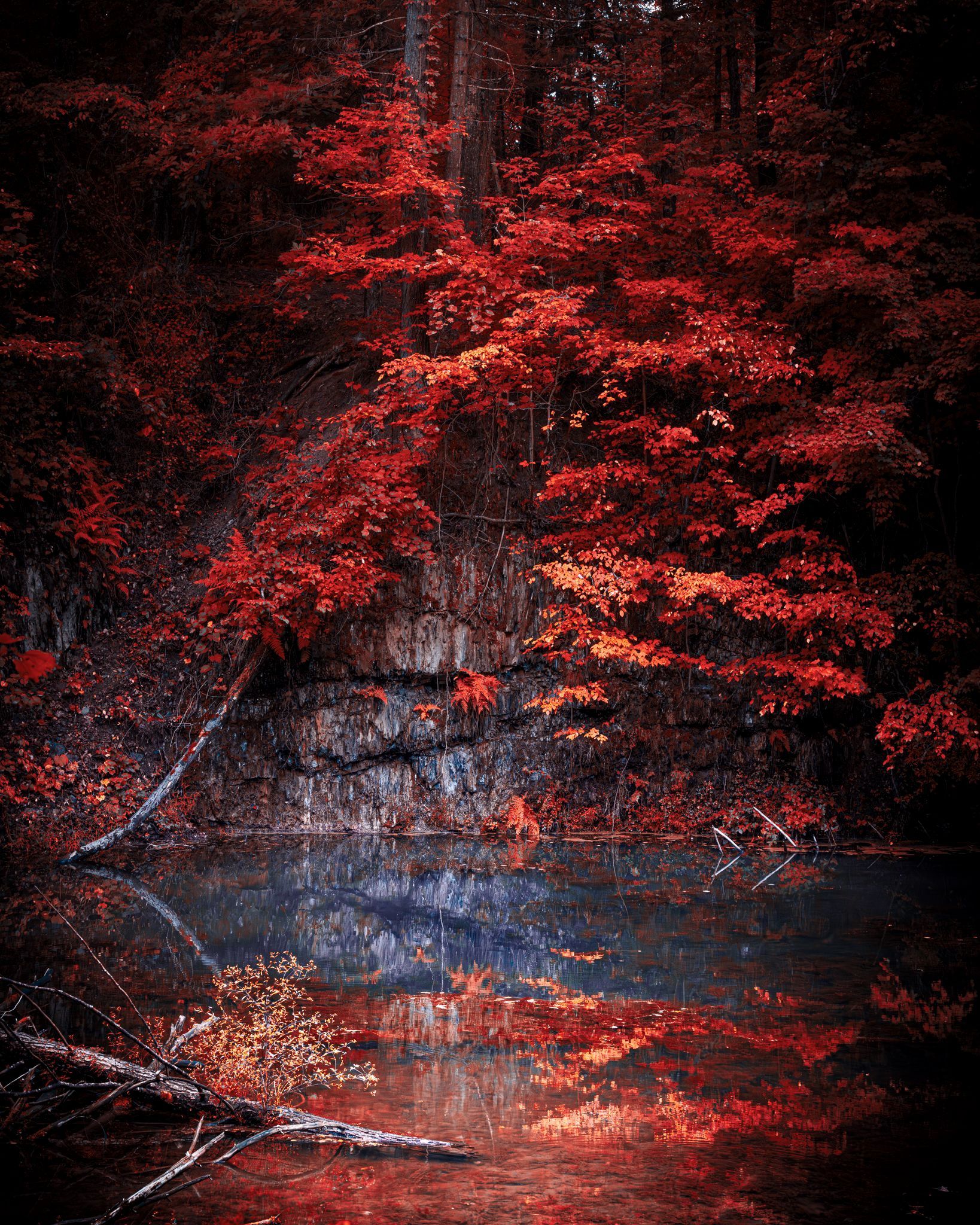 Aerochrome Forest