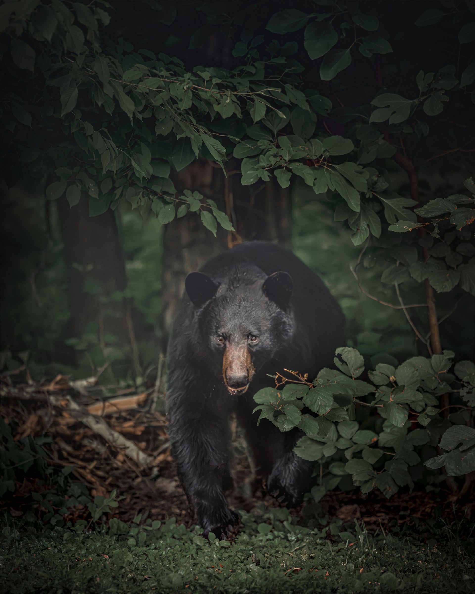 Carbon County Black Bear