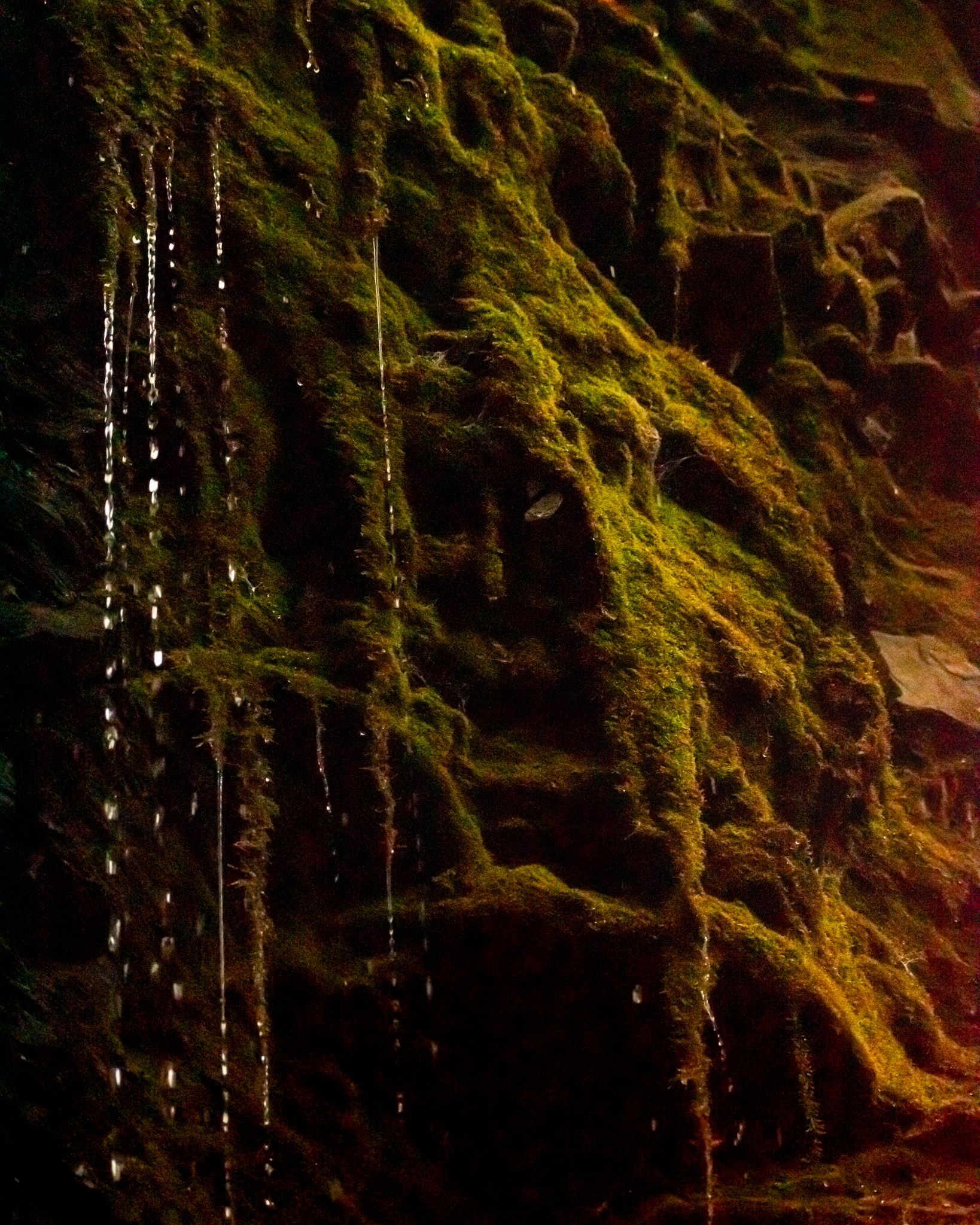 Mountain Spring