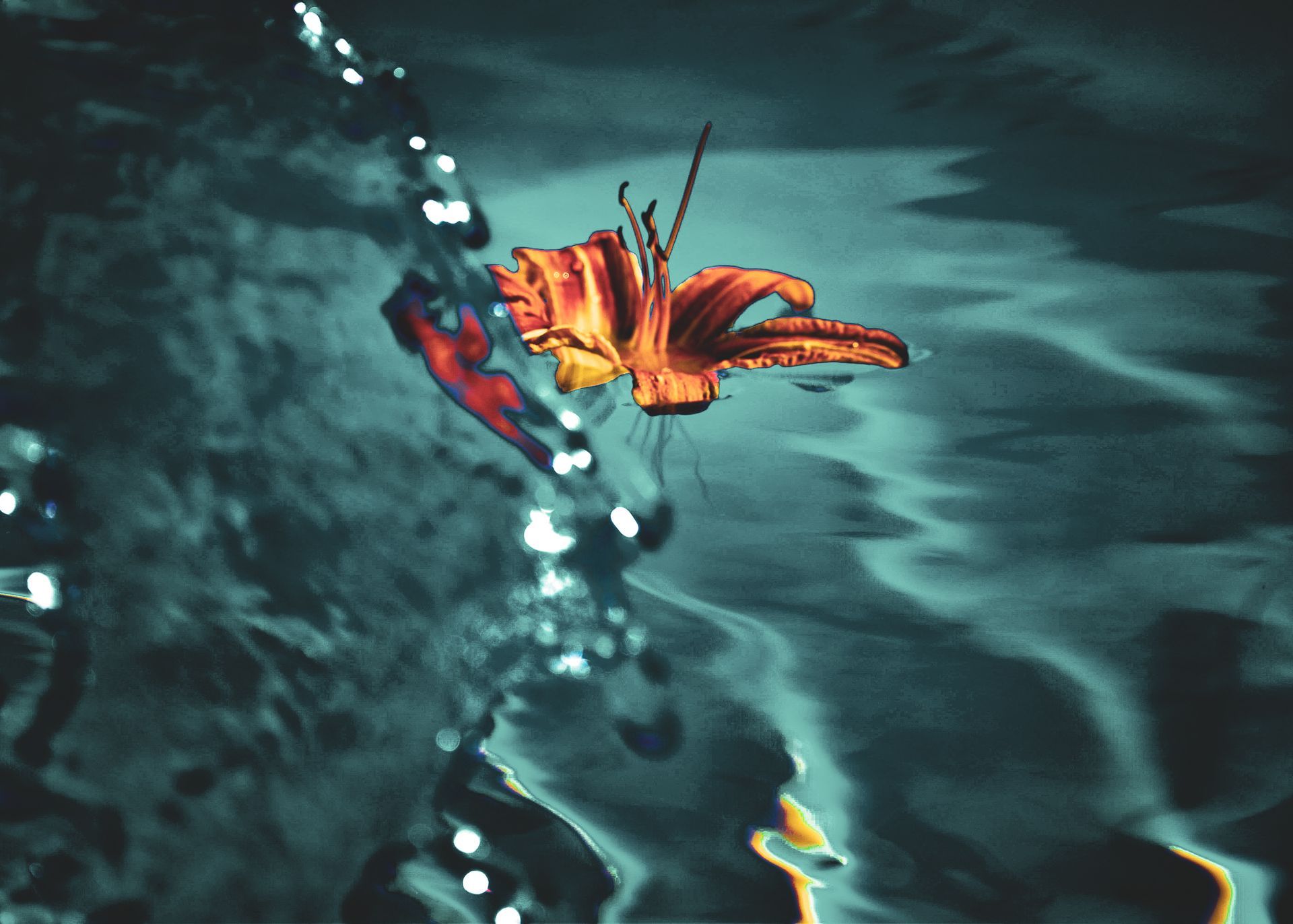 Tiger Lilly