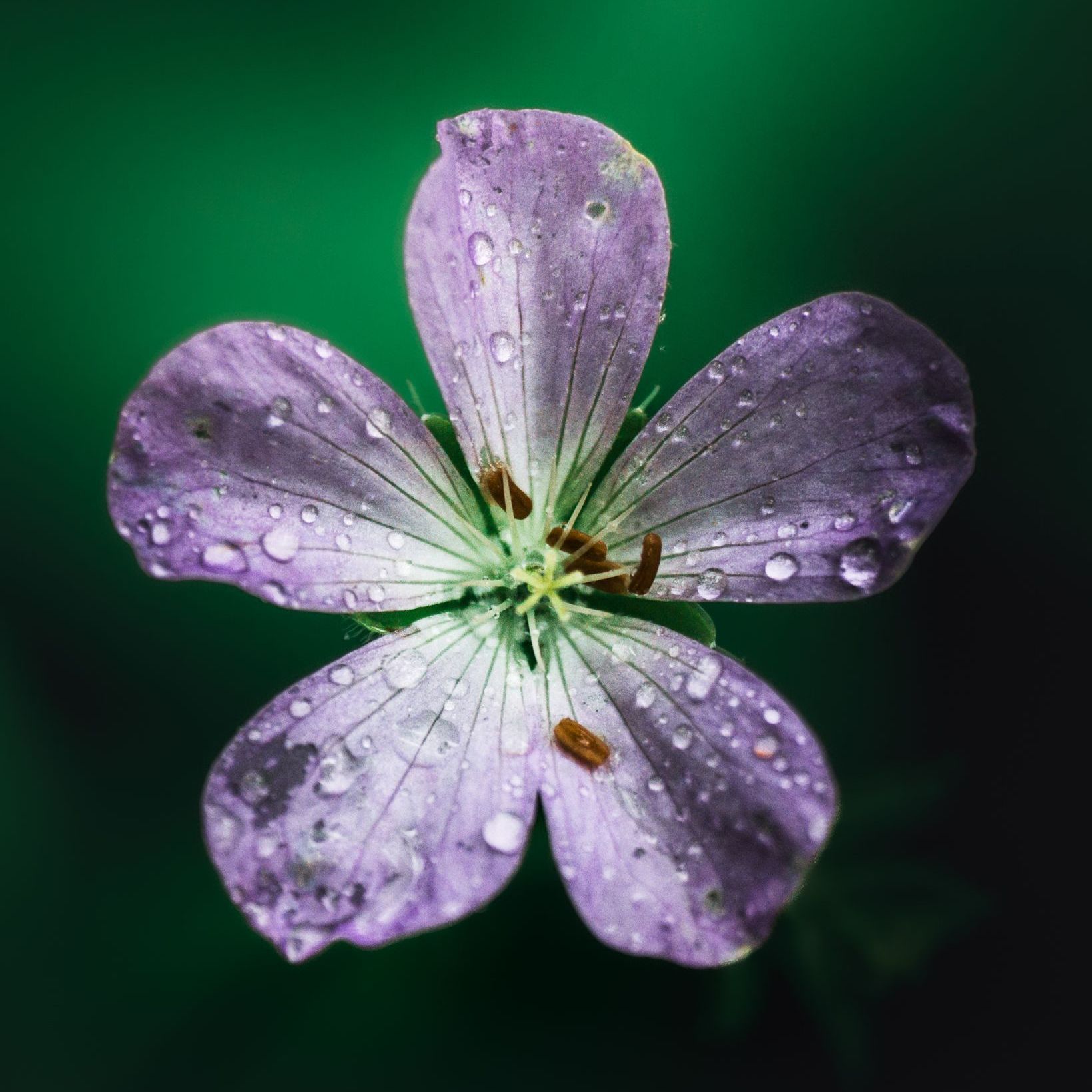 Wild Geranium