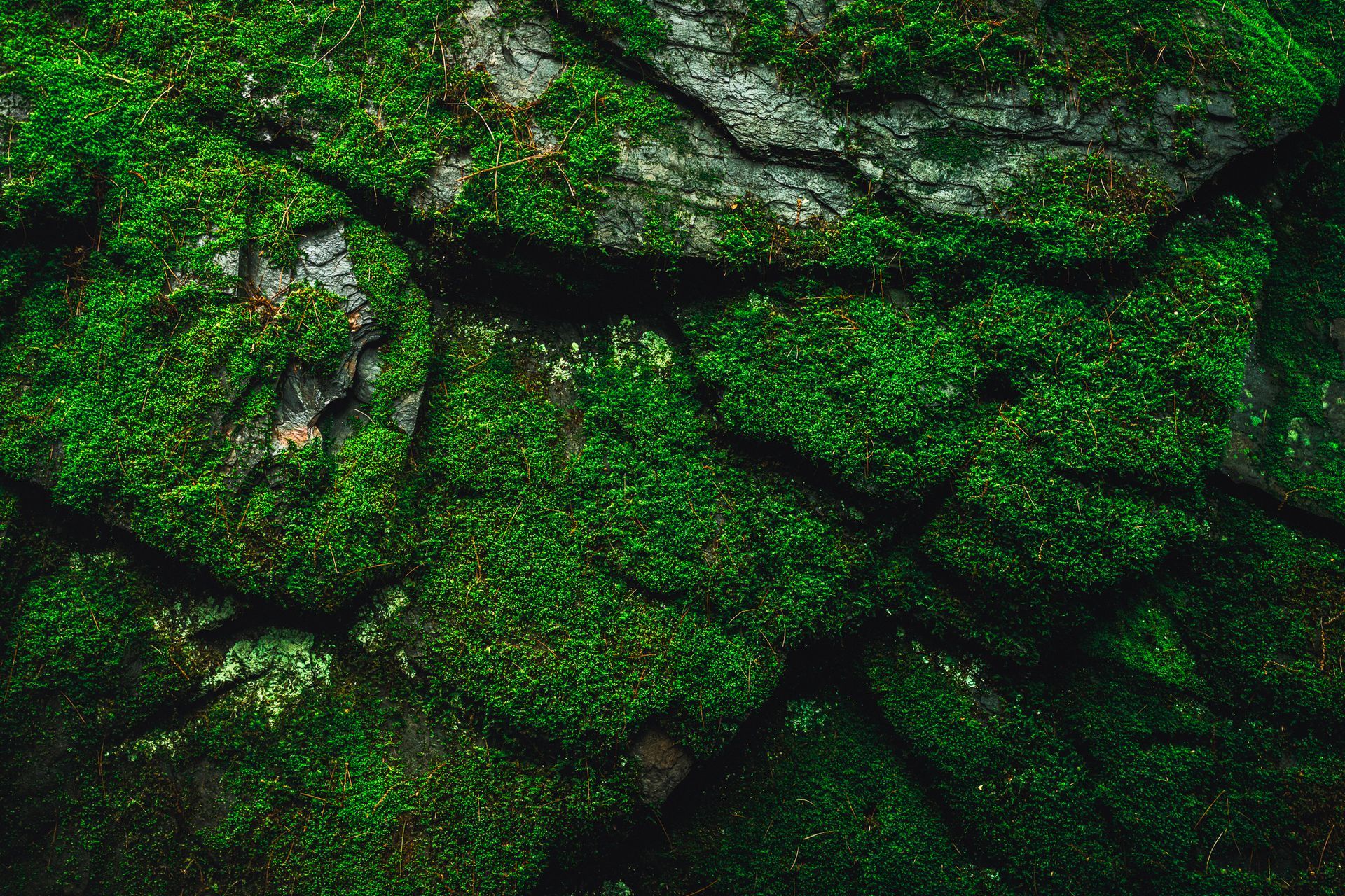 Moss Verde