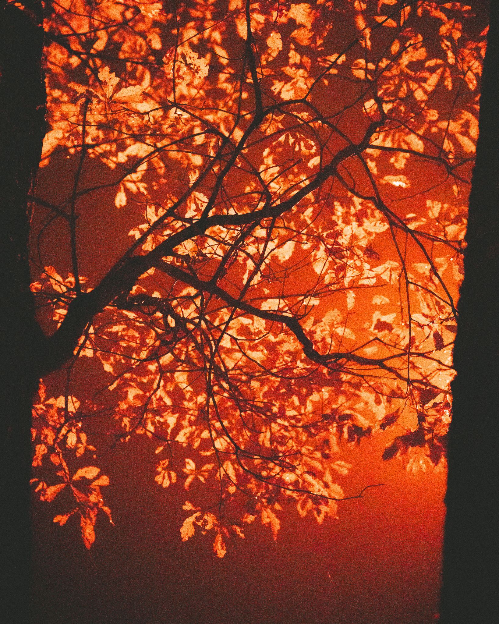 Infrared