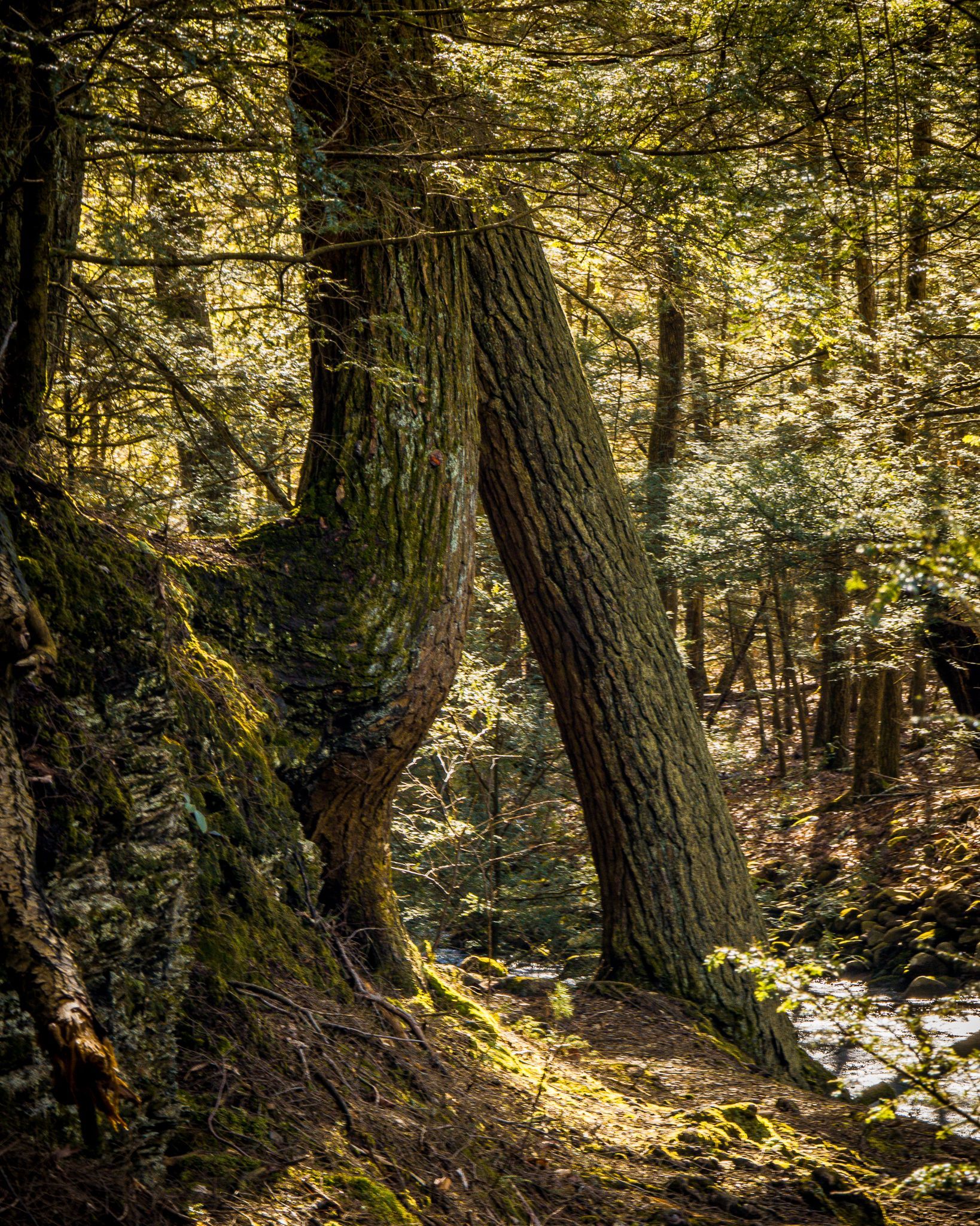Saw Mill Trail
