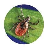 Close-up of a brown tick on a green leaf against a dark blue background