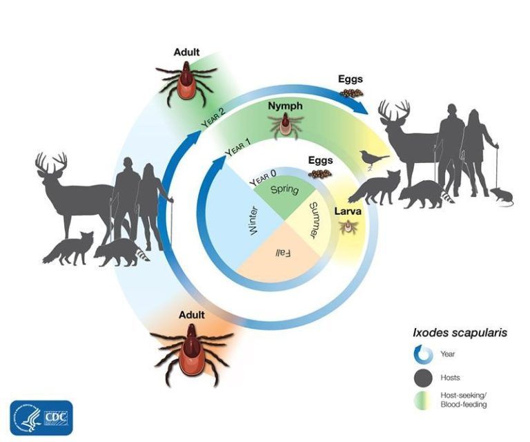Tick life cycle diagram showing eggs, larvae, nymphs, and adults near deer and people, with color-coded stages