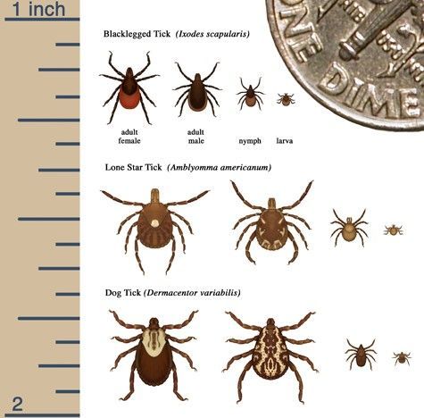 Tick size comparison chart with blacklegged, lone star, and dog ticks beside a 1-inch ruler and dime