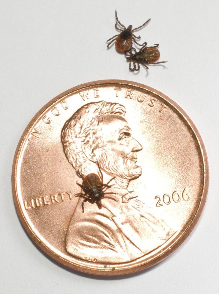 Two ants on a U.S. penny coin against a white background